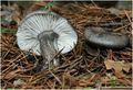 Hygrophorus camarophyllus
